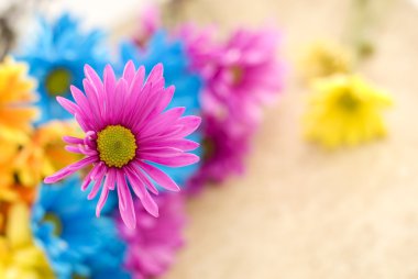 Pink Daisy with Shallow Depth of Field clipart