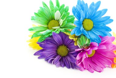 Colored Spring Daisies clipart