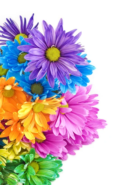 Bright Colored Daisies White Background — Stock Photo, Image