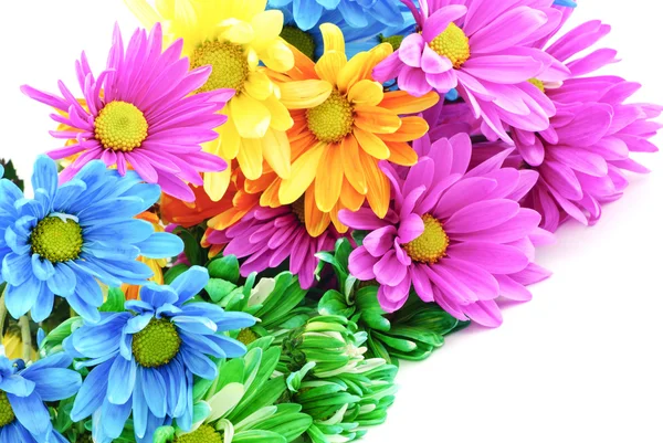 Colorful Daisies — Stock Photo, Image