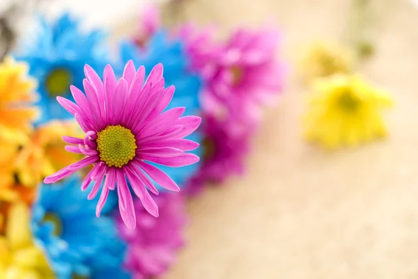Pink Daisy with Shallow Depth of Field — Stock Photo, Image