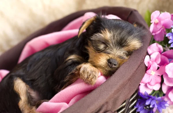 Yorkshire Terrier Puppy in a Basket Sleeping — Stock Photo, Image