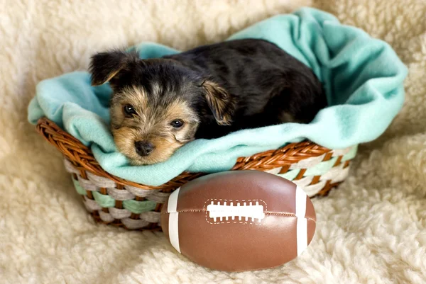 Manliga yorkshire terrier valp med fotboll — Stockfoto