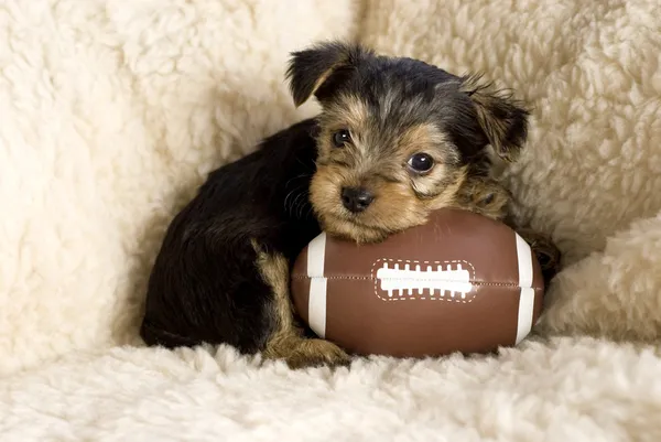 Jorkšírský teriér štěně s hračkou fotbal — Stock fotografie