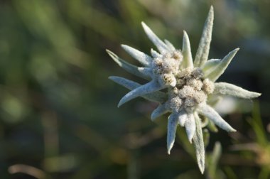 Edelweiss.