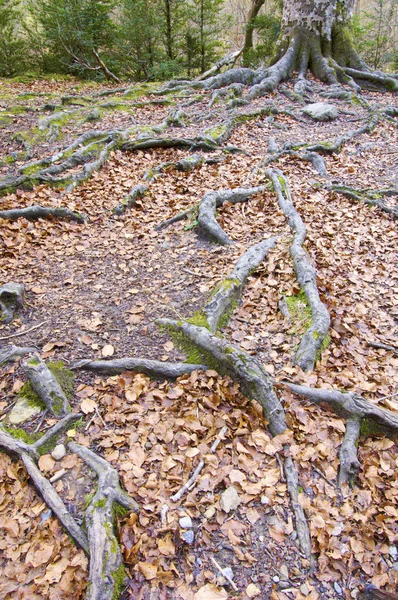 Roots in Ordesa — Stock Photo, Image
