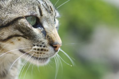 kedi kafası