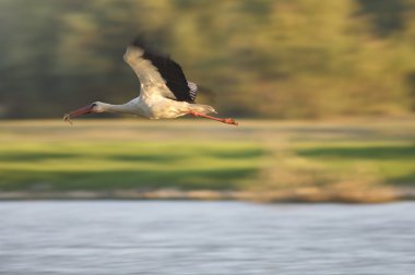 nehir ebro üzerinde uçan leylek