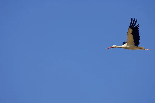 Cicogna che vola — Foto Stock