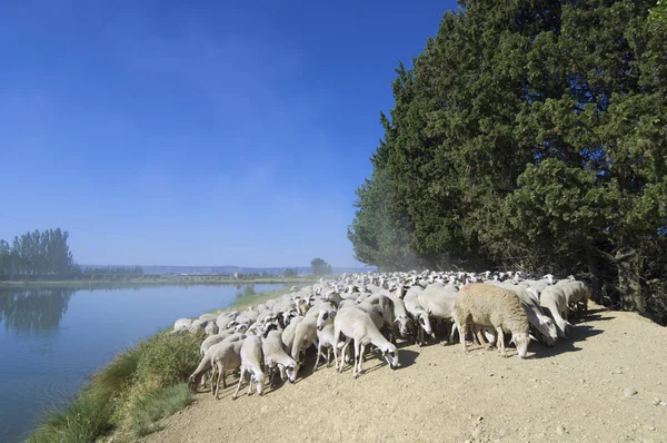 Rebaño de ovejas —  Fotos de Stock