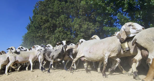 Kudde schapen — Stockfoto