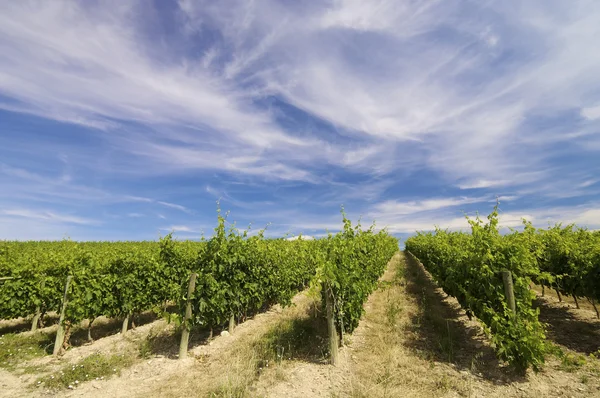 stock image Vineyard