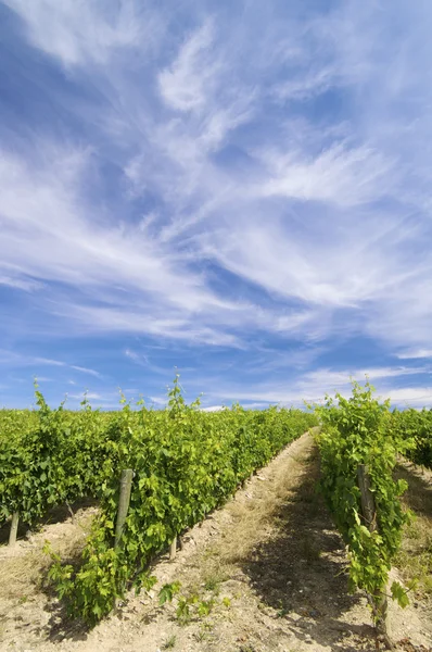 stock image Vineyard