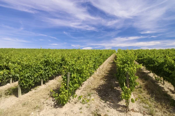 stock image Vineyard