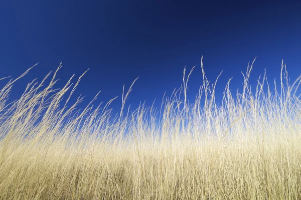 Sarı çim — Stok fotoğraf