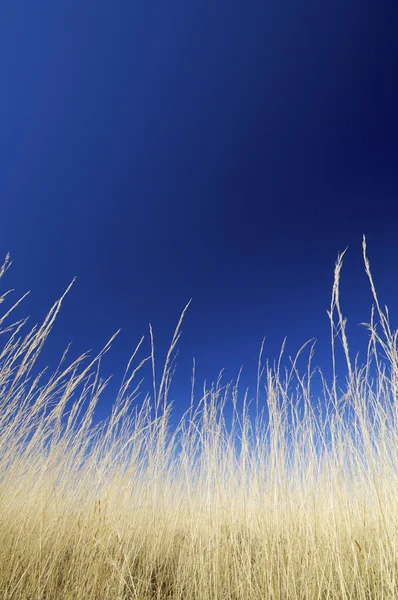 Sárga fű — Stock Fotó