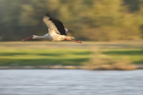 Ooievaar vliegen over de rivier de ebro — Stockfoto