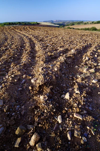 stock image Ready for planting