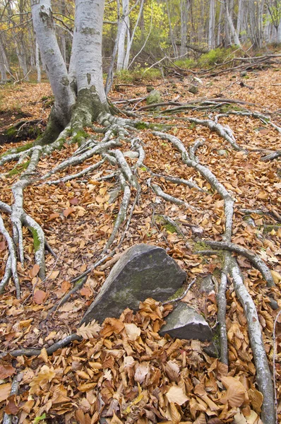 Kořeny v lese — Stock fotografie