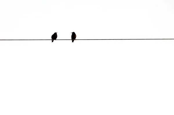 Δύο πουλιά σε ένα ηλεκτρικό καλώδιο με λευκό ουρανό — Φωτογραφία Αρχείου