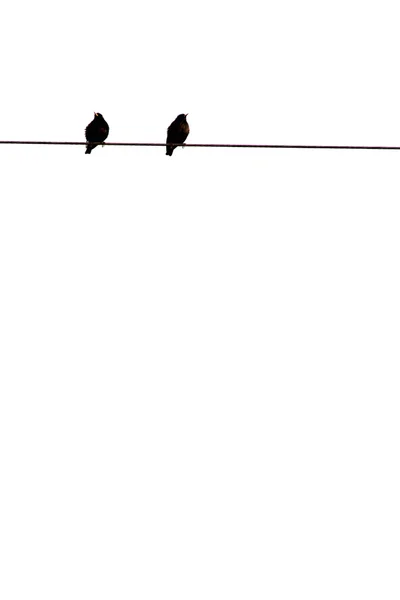 stock image Two birds on a electric wire with white sky