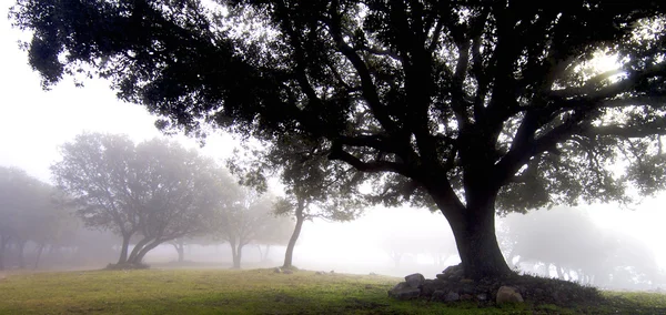 霧の中 — ストック写真