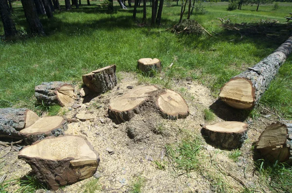 松树木材 — 图库照片