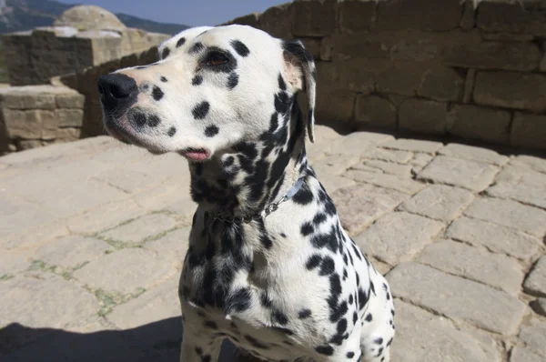 stock image Dalmatian dog