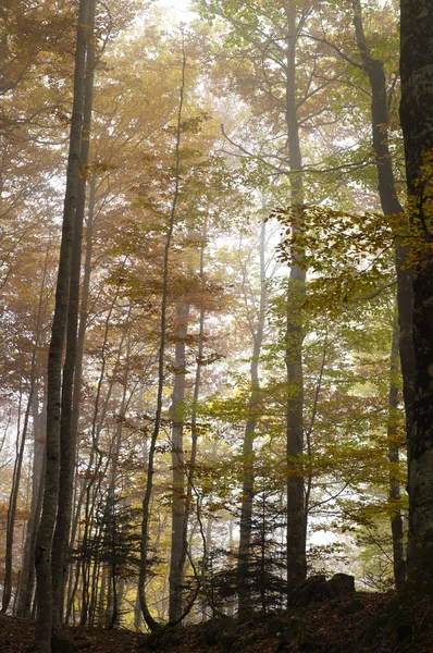 Foresta in autunno — Foto Stock