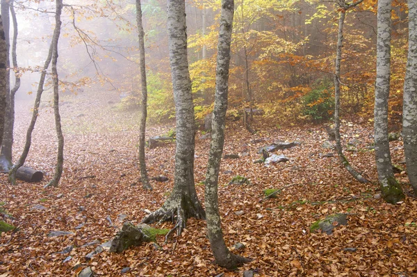 Foresta in autunno — Foto Stock