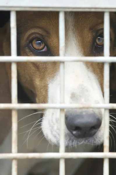 stock image Dog cage