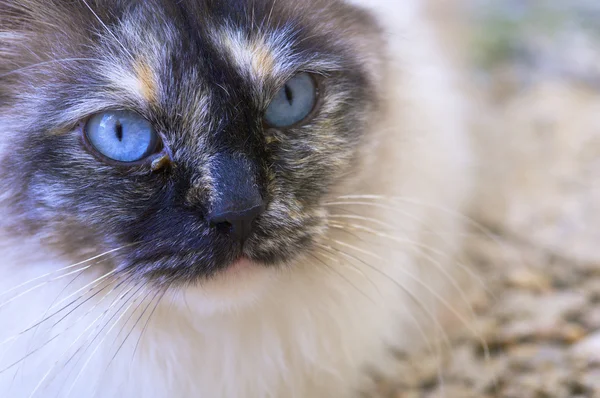 stock image Cat eyes