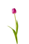 fialový tulipán na bílém pozadí
