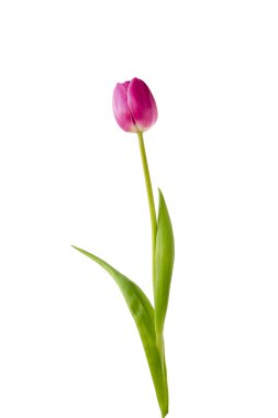 Purple tulip on white background clipart