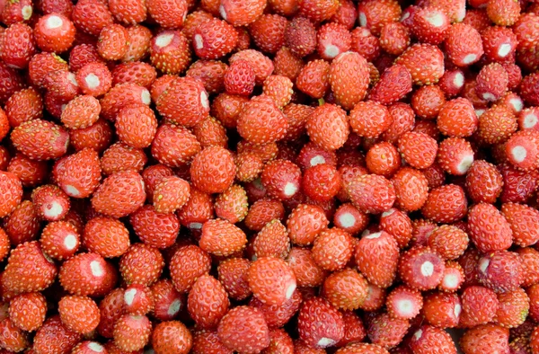 Vilda jordgubbar Stockbild