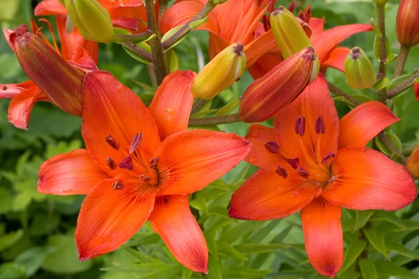 Stock image Red lilies