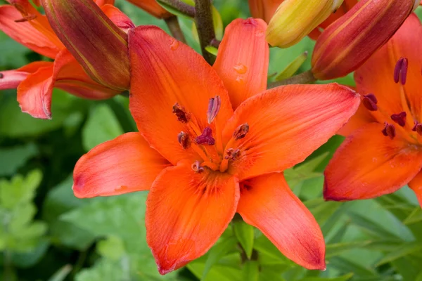 stock image Red lily