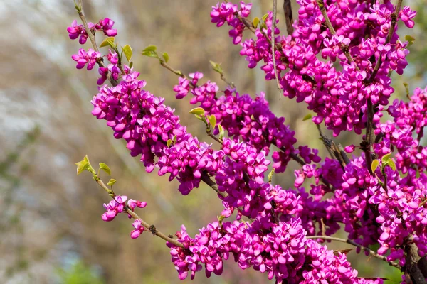 stock image Spring flowers