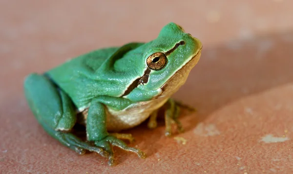 Little green frog Royalty Free Stock Photos