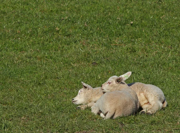 Lambs in the meadow — Stock Photo, Image