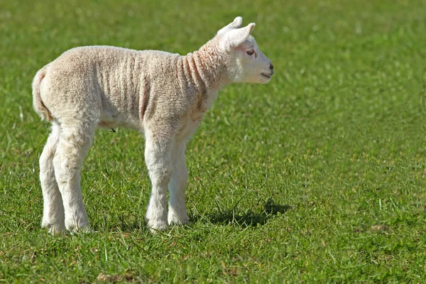 Lamb in the meadow — Stock Photo, Image