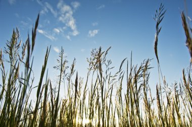 Weeds against the sky clipart