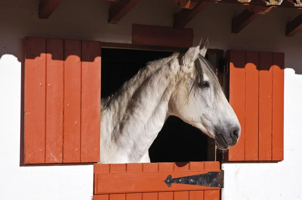 stock image White horse