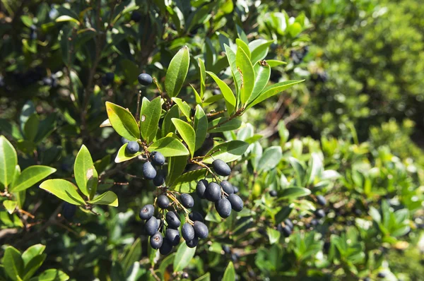 picconia azorica çalı