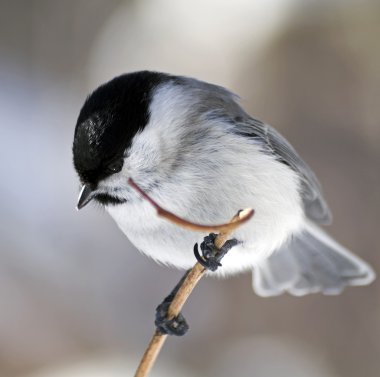 Bird Titmouse clipart