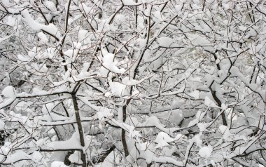 Snow-Clad ağacı