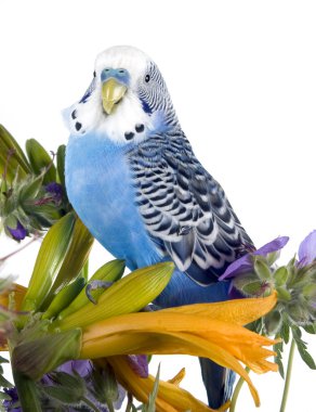 Parrot sits on a flower clipart