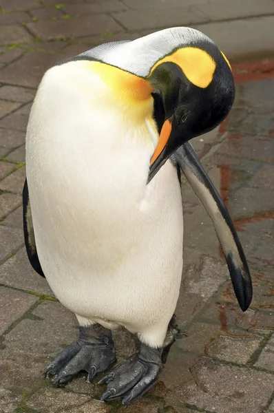 湿皇家企鹅清理羽毛 — 图库照片