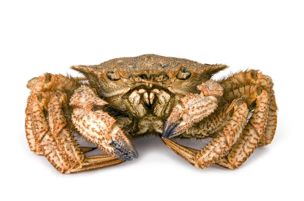 Crab hairy — Stock Photo, Image
