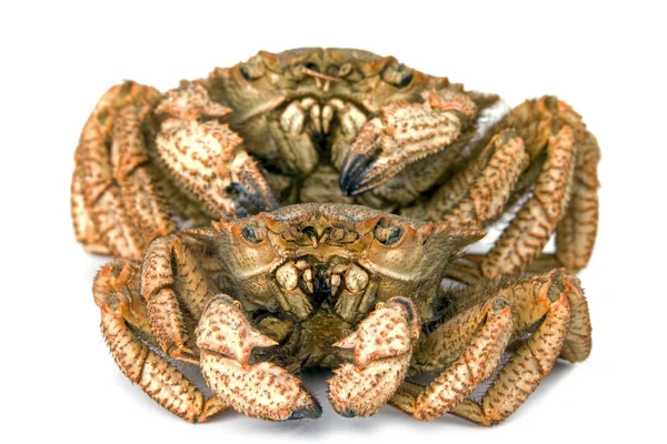 Crab hairy — Stock Photo, Image